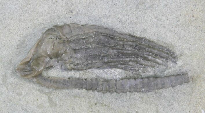 Histocrinus Crinoid - Crawfordsville, Indiana #22776